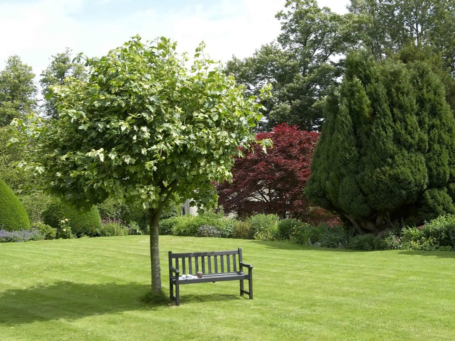 Лиственная древесно кустарниковая группа