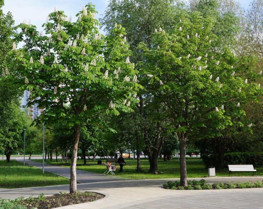 Ясень обыкновенный Плакучий