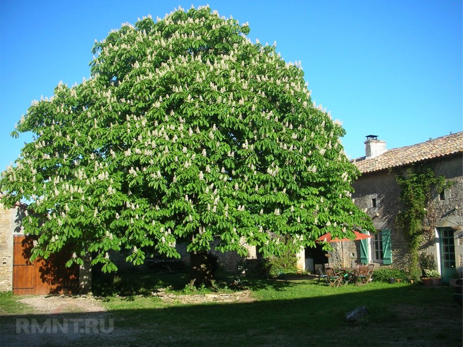 Катальпа бигнониевидная Нана