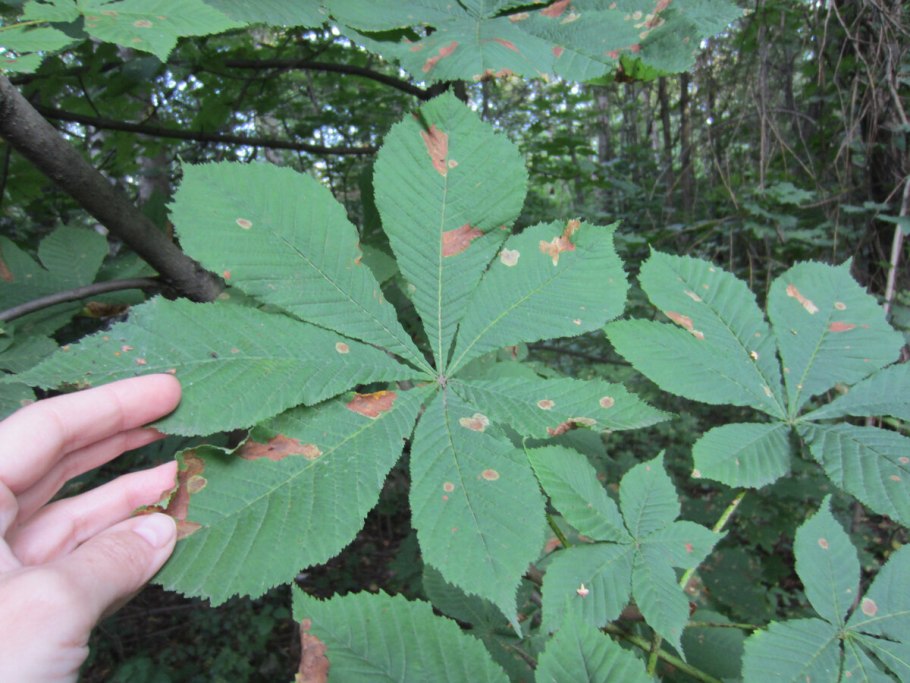 Каштан мелкоцветковый