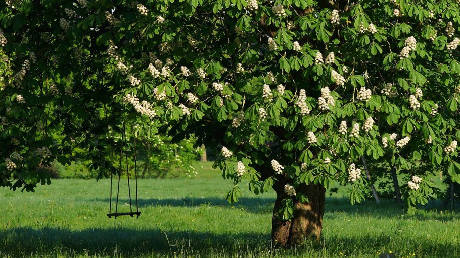 Клен остролистный Кримсон Кинг