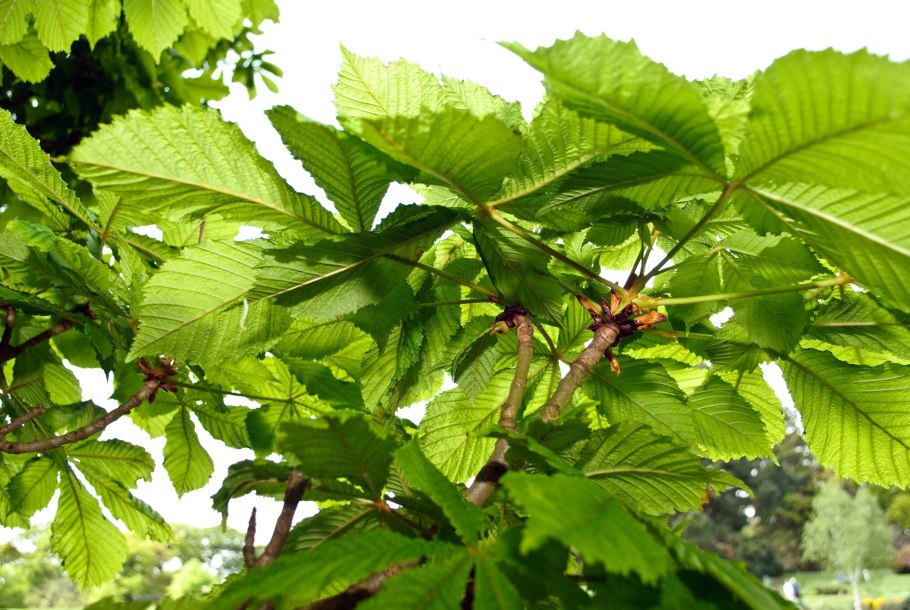 Катальпа в миксбордере