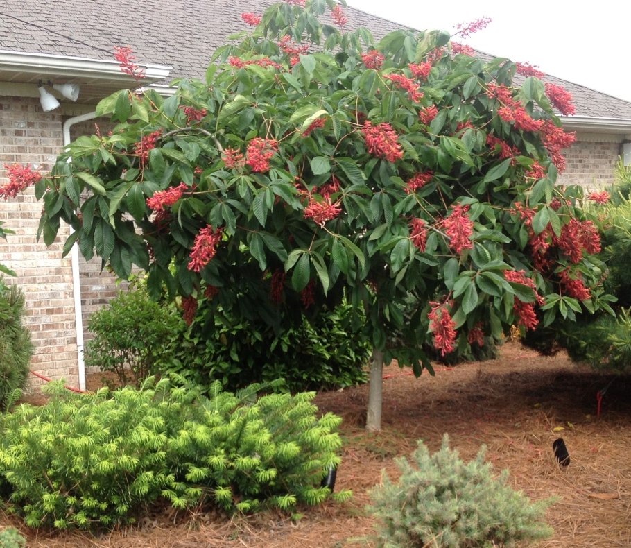 Каштан конский на штамбе