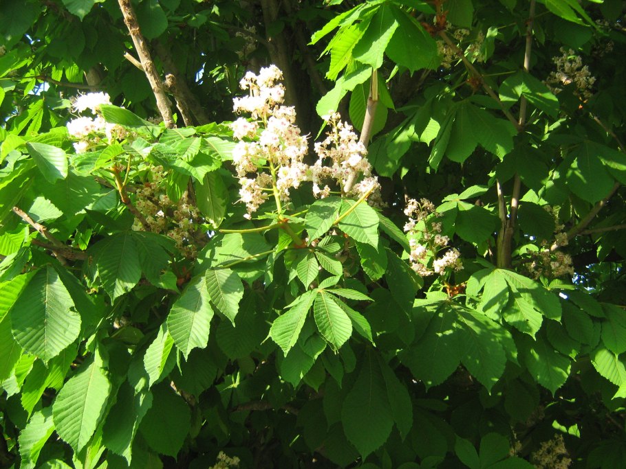 Дерево похожее на каштан