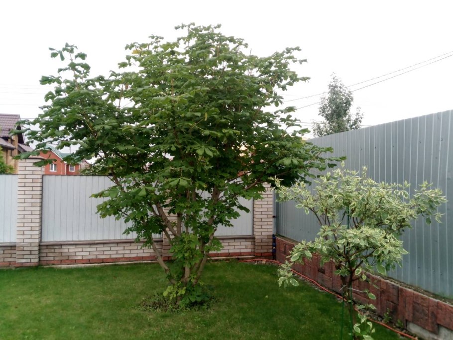 Обрезанный каштан