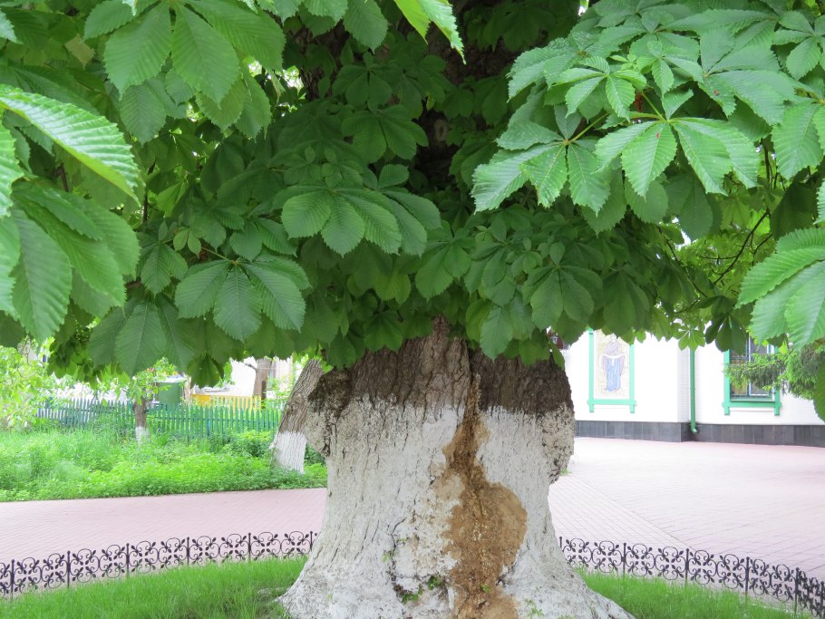 Каштан конский baumannii