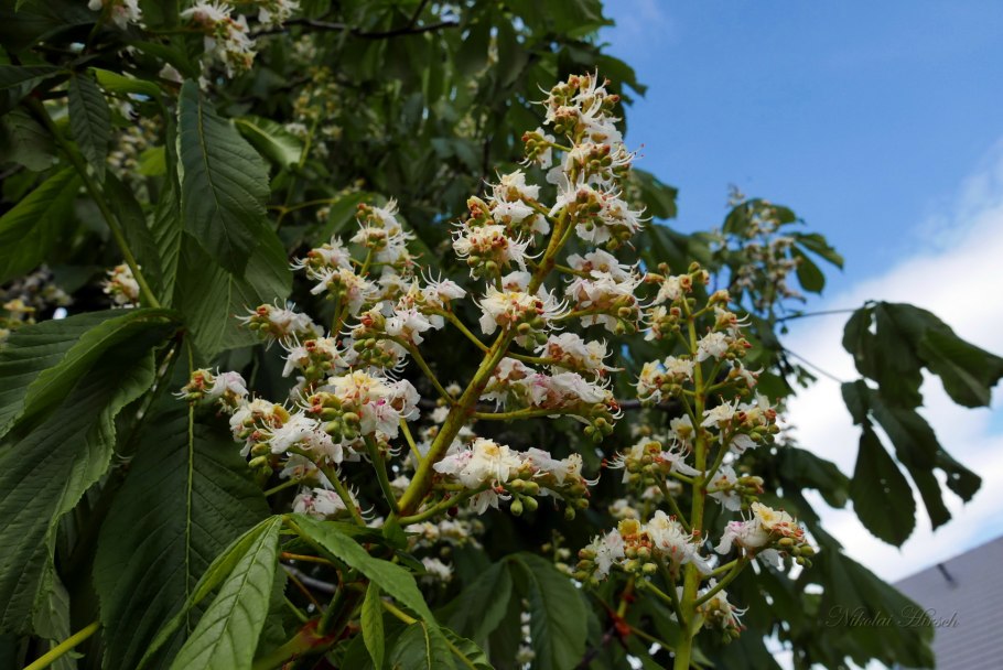 Каштан Aesculus carnea Briotii