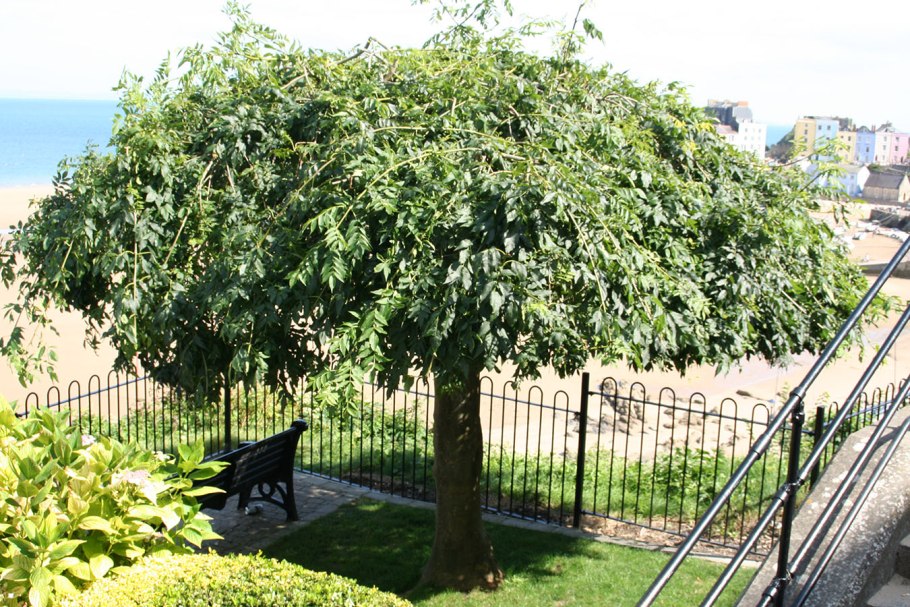 Листья похожие на каштан