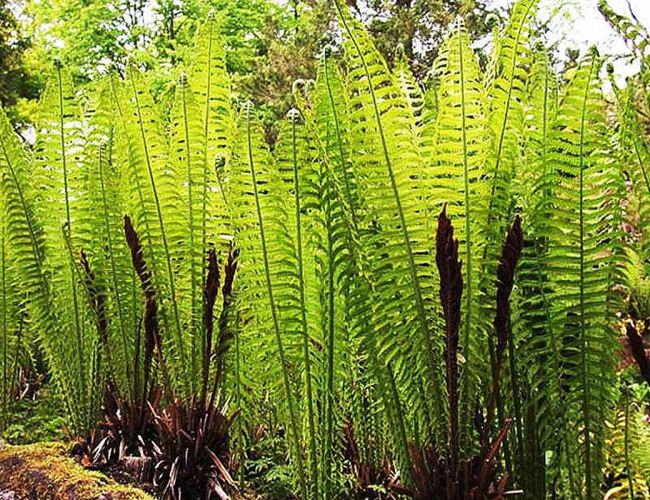 Папоротник садовый страусник