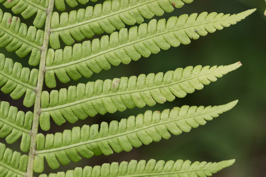 Страусник обыкновенный (Мatteuccia struthiopteris)