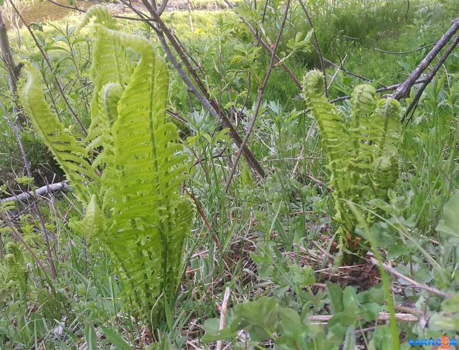 Страусник обыкновенный строение