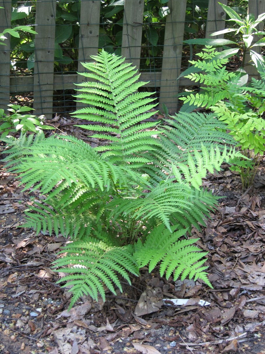 Страусник Восточный