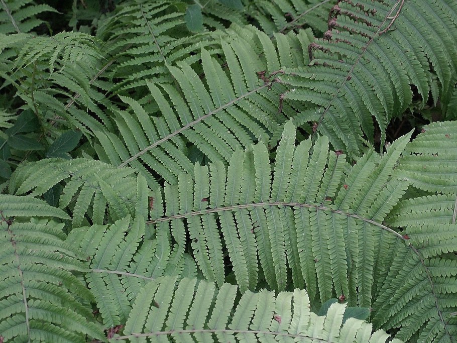 Папоротник Щитовник детки