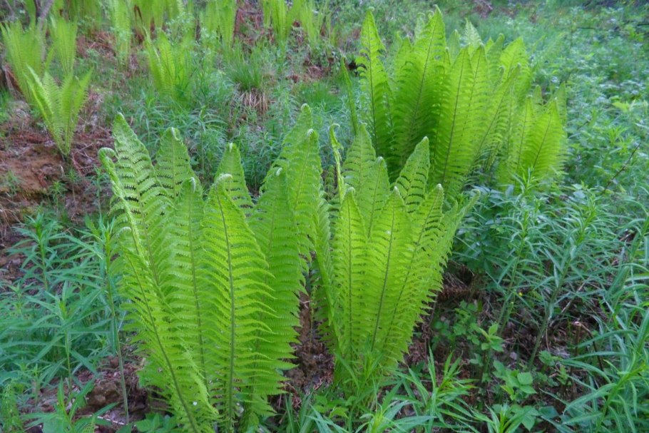 Страусник корень