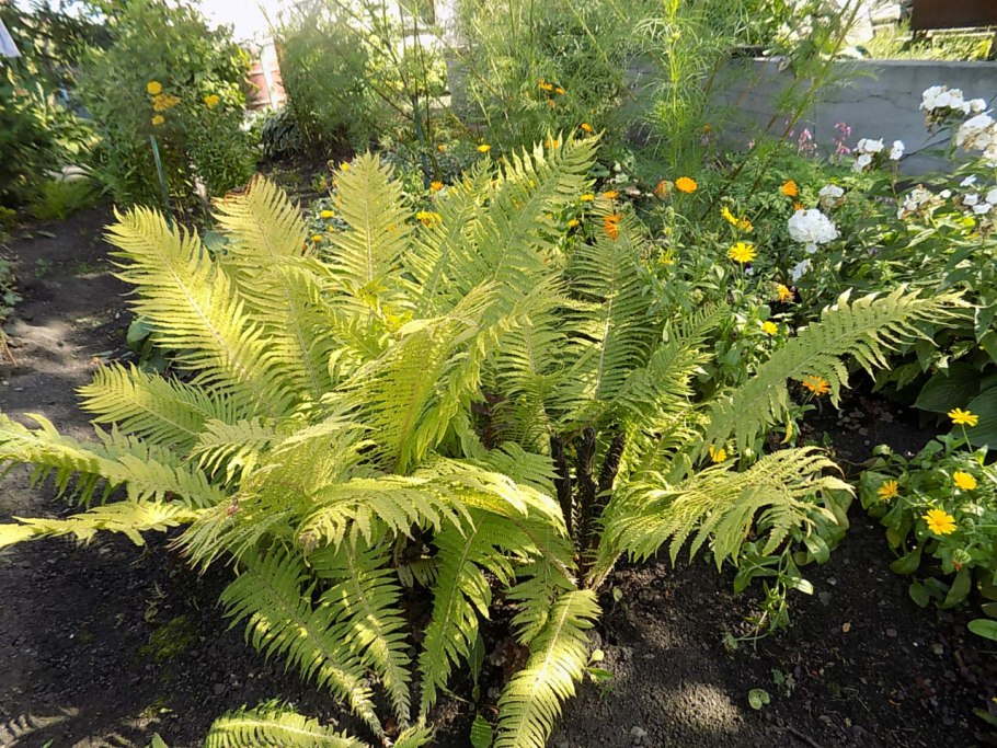 Папоротник Многорядник Брауна