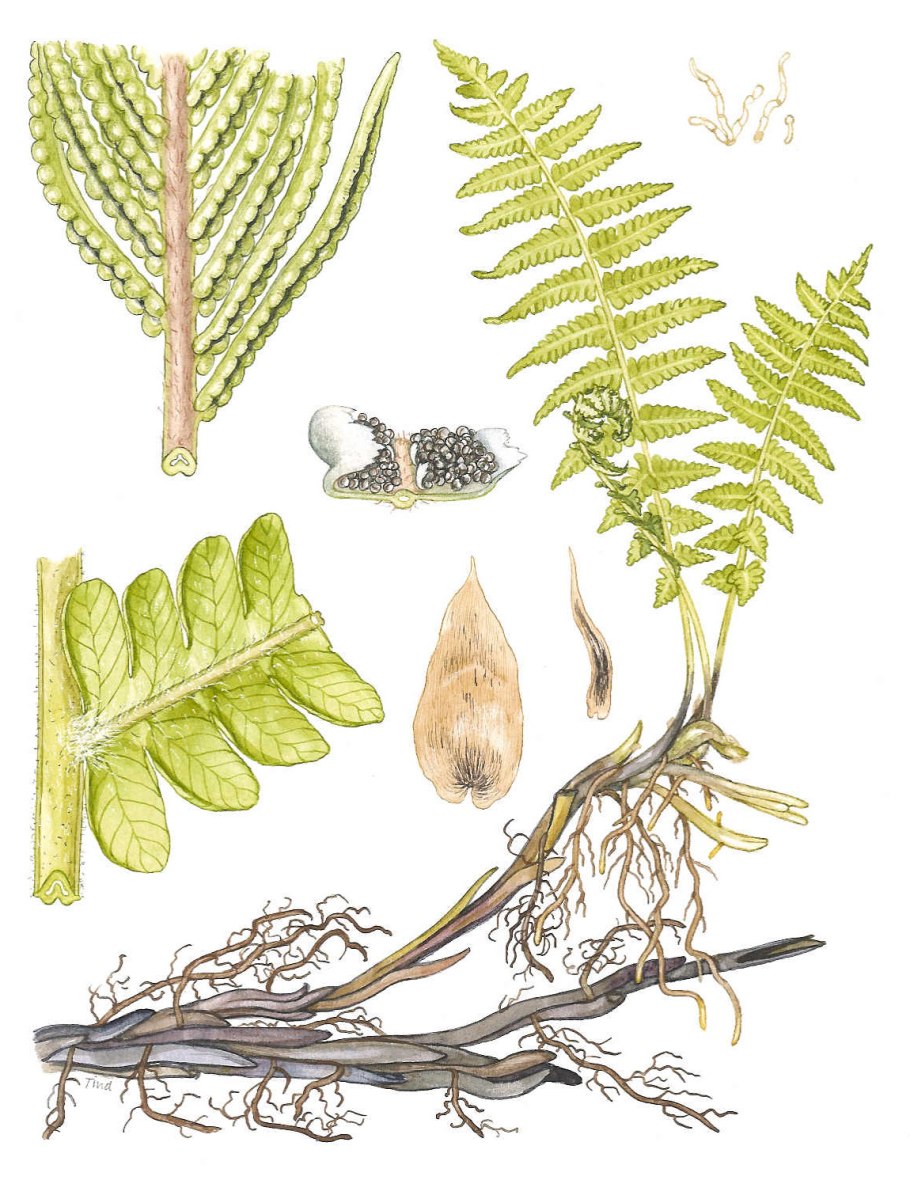 Манжетка, рогоз, страусник