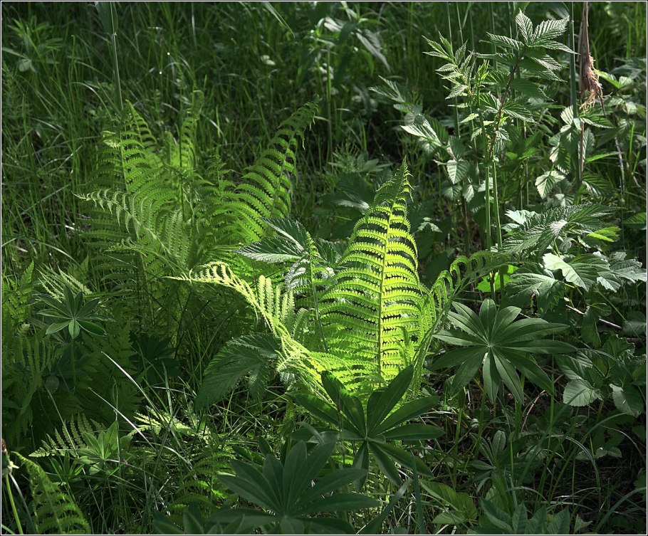 Щитовник чернеющий