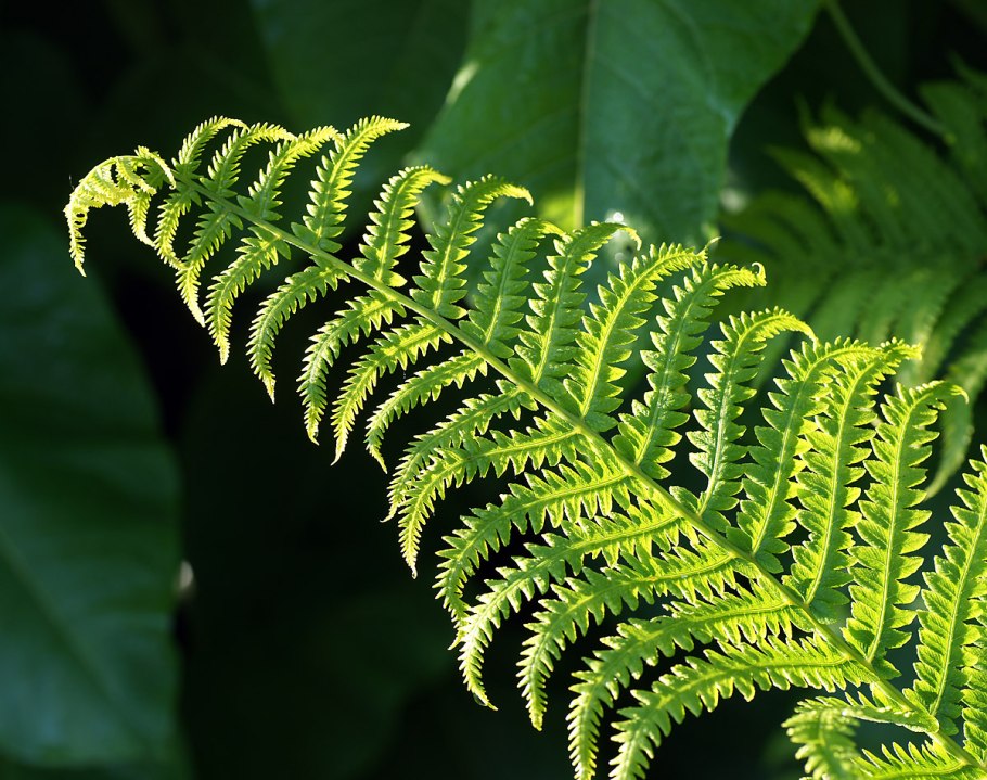 Страусник обыкновенный