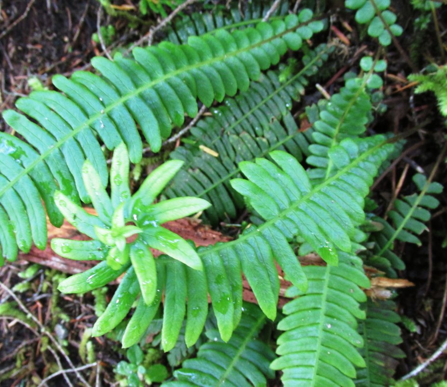 Лечебный папоротник орляк