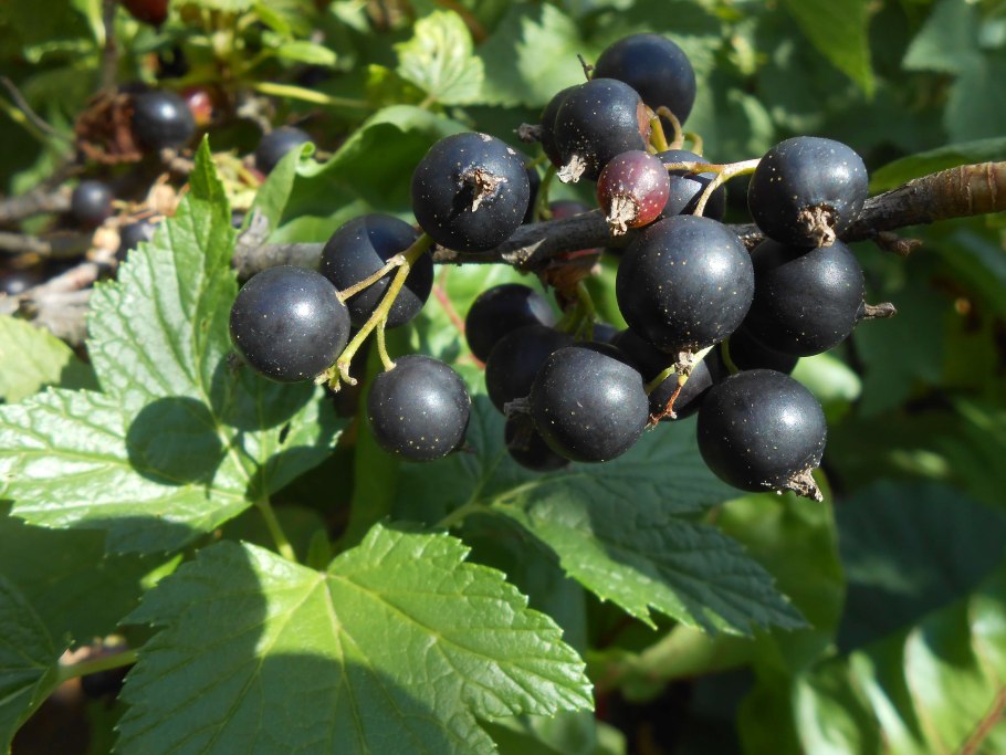 Смородина черная – ribes nigrum