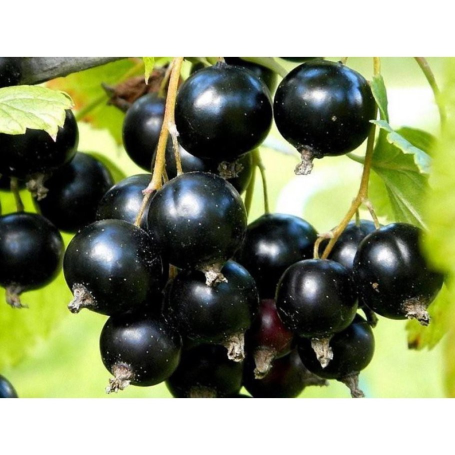 Смородина Тамерлан