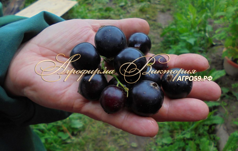 Смородина черная Сибилла