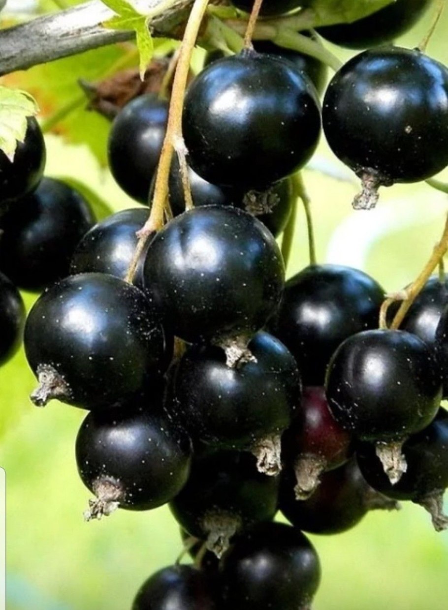 Смородина черная (ribes nigrum l.)