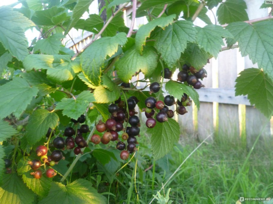 Чёрная смородина Астраханская голубая
