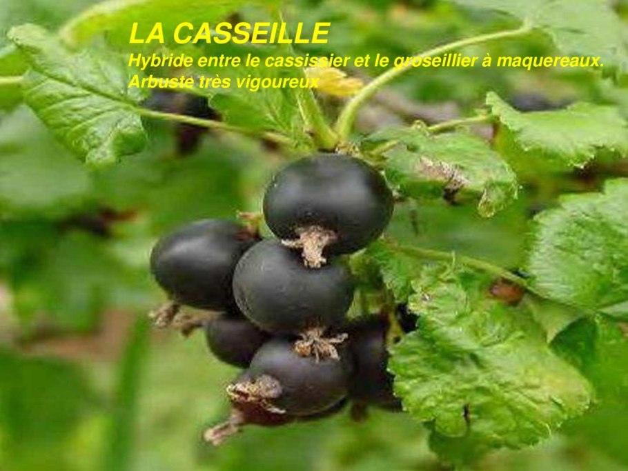 Смородина сорт Зуша