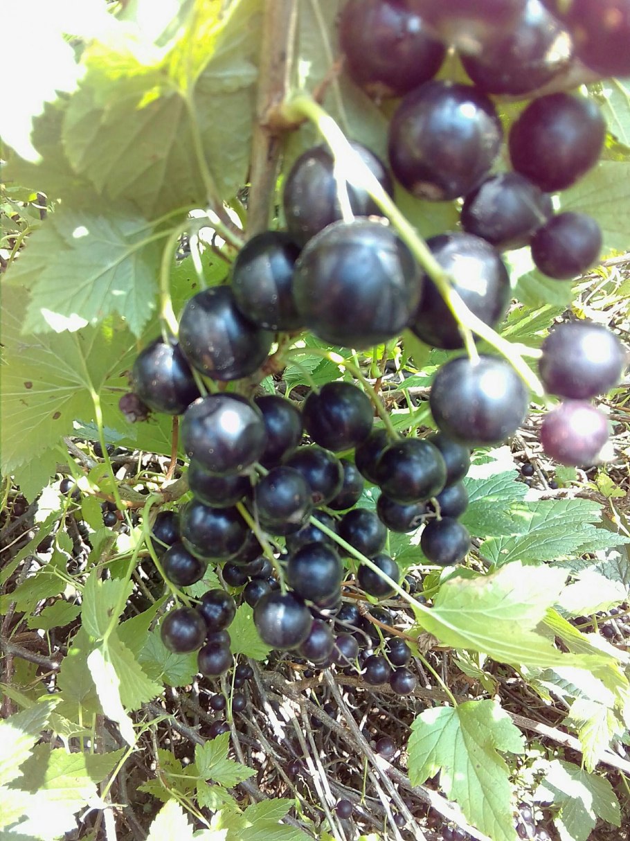 Смородина черная Сибилла