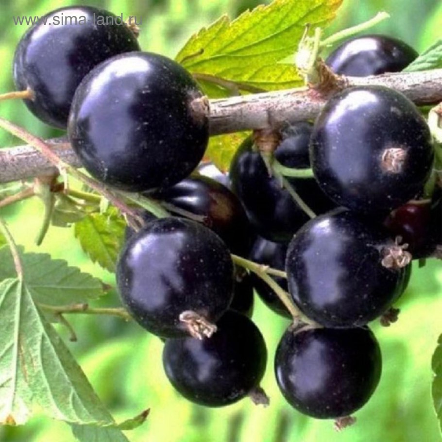Смородина черная Сибилла