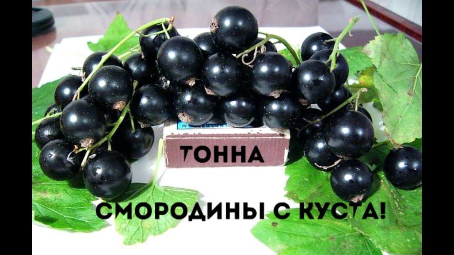 Смородина черная Фортуна
