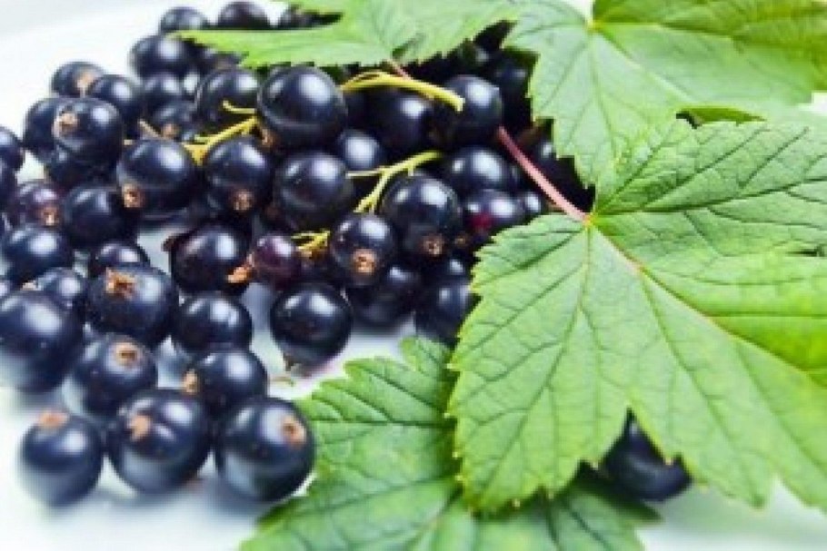 Смородина Винтажная