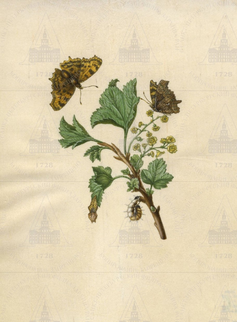 Саженцы смородина Багира