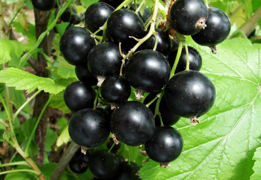 Смородина черная Фортуна