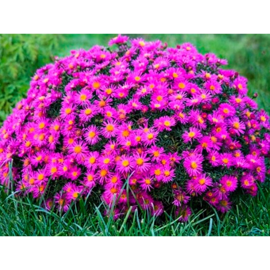 Хризантема мультифлора шаровидная