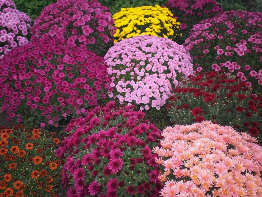 Георгины однолетние низкорослые