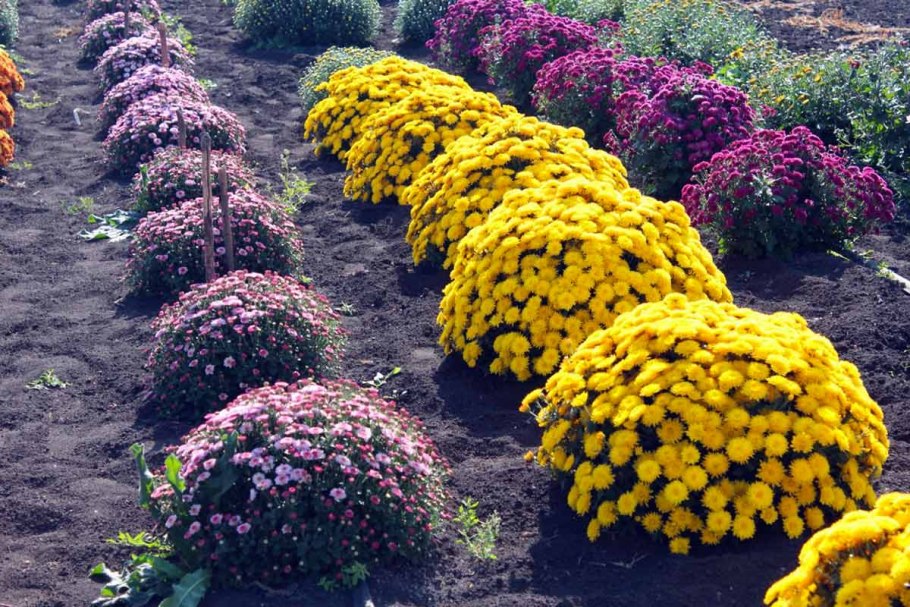 Хризантема мультифлора Branhill Red