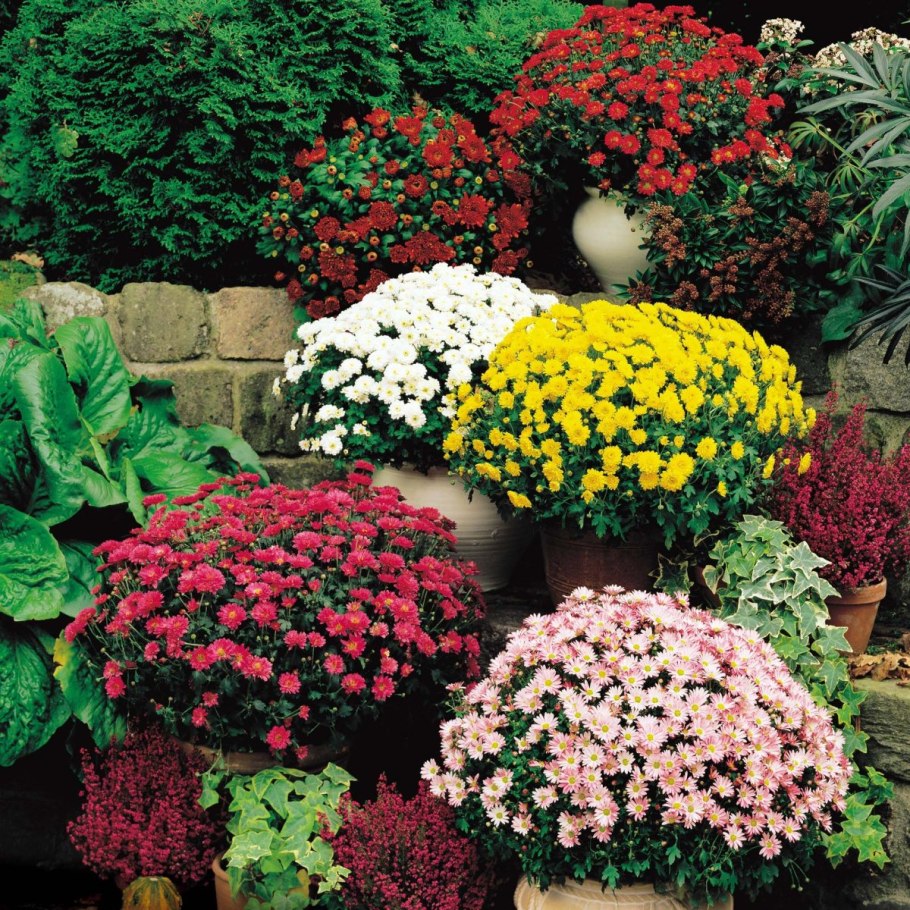 Многолетние долгоцветущие хризантемы