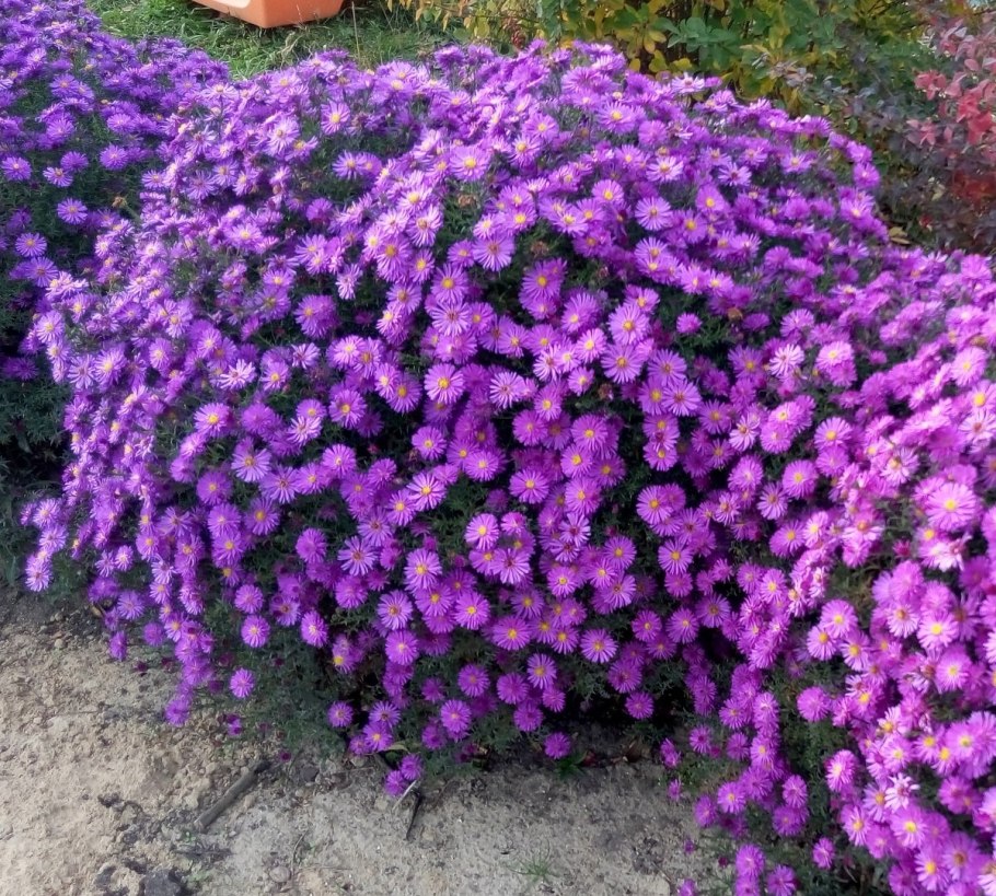 Астра кустарниковая Aster dumosus
