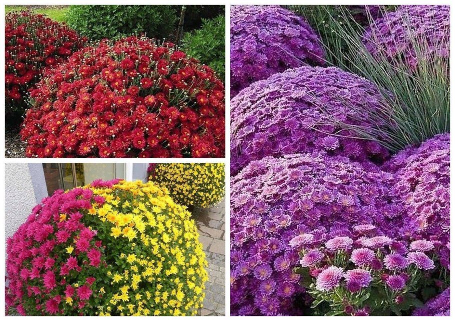 Caeruleum аллиум