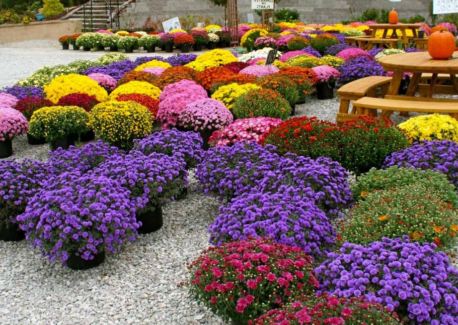 Хризантема мультифлора Лилак