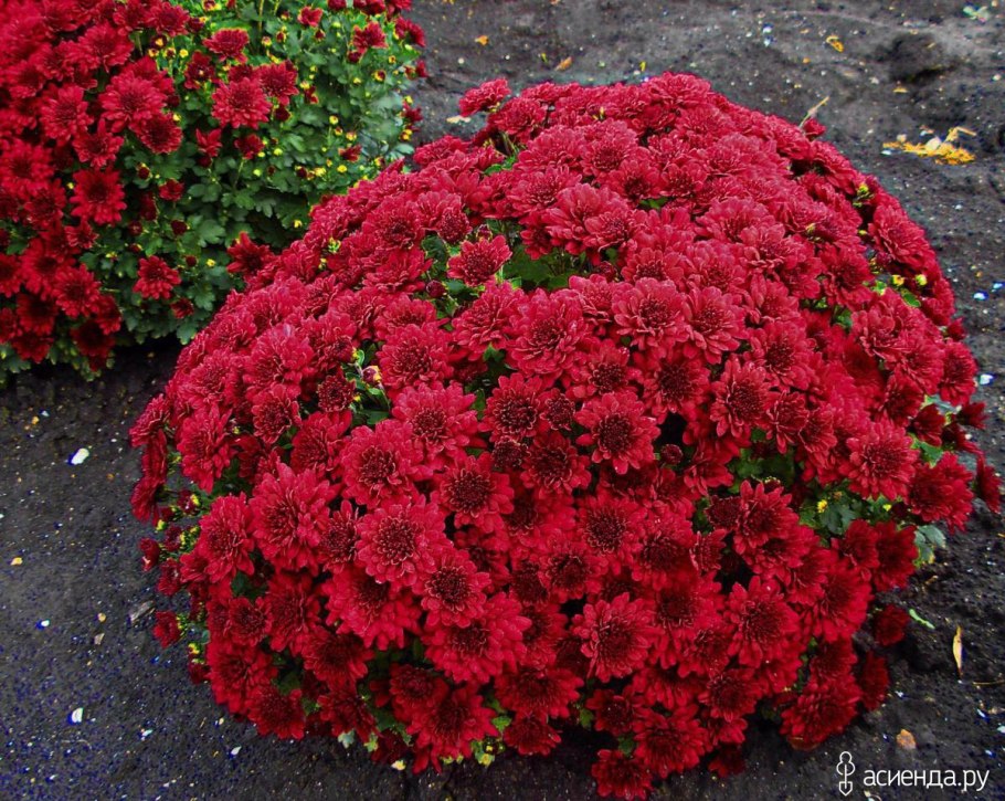 Астра Мэджик Пинк