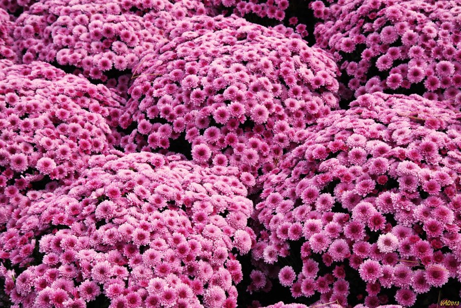 Астра кустовая шаровидная