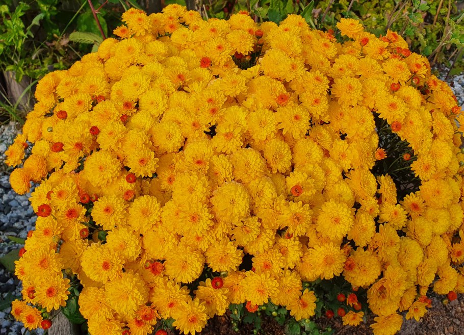 Хризантема мультифлора шаровидная