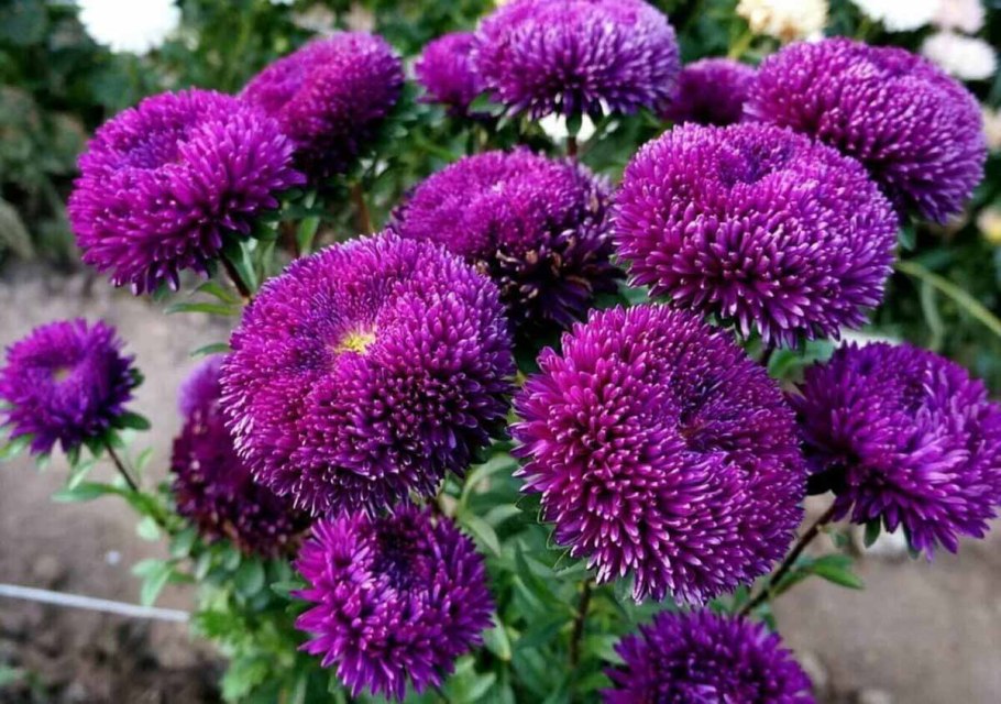 Астра новоанглийская Purple Dome