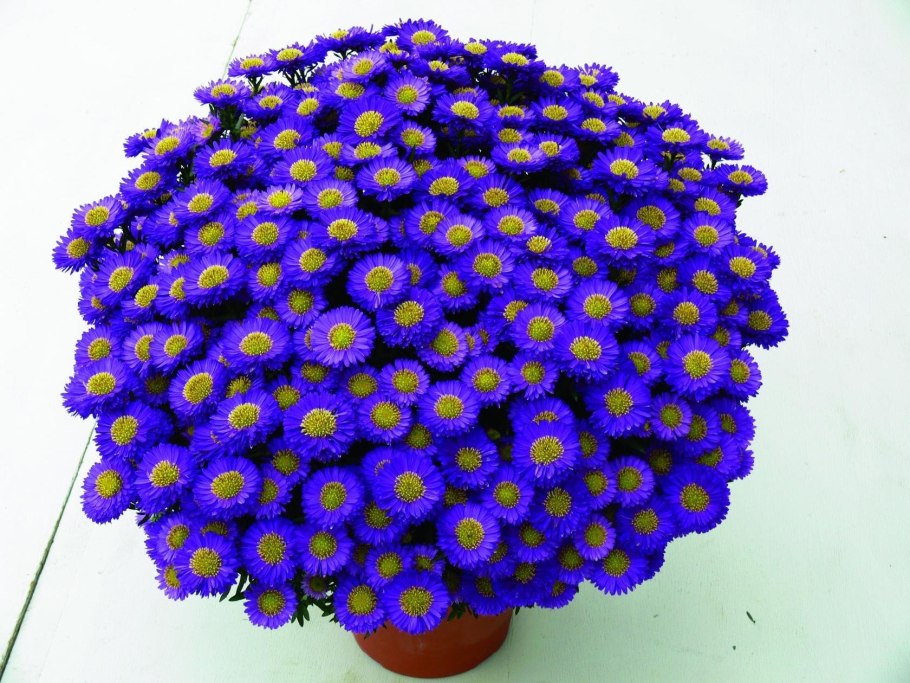 Астра китайская Трубадур