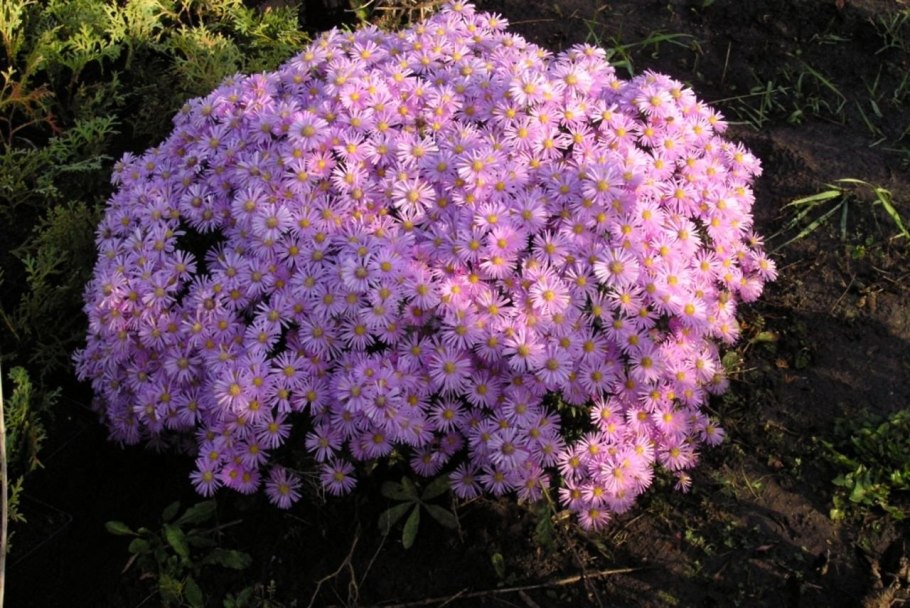 Хризантема мультифлора