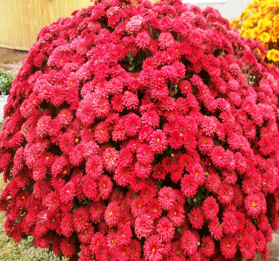 Хризантема шаровидная Садовая