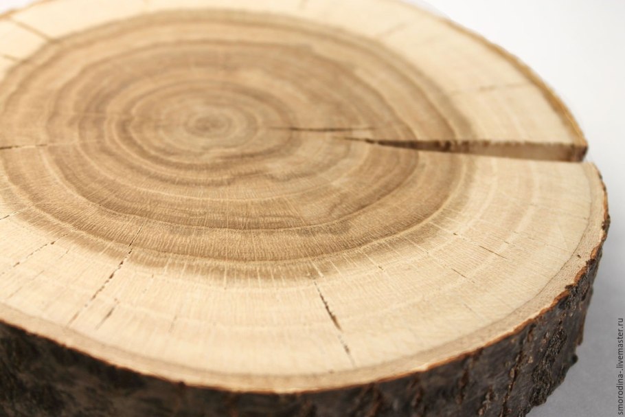 Поперечный срез дуба